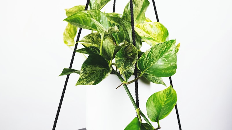 2026世界杯小组赛焦点对决高清直播预告